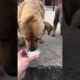 Daily Compilation  For Rescue Homeless Dogs and Cats, By Animals Hobbi 1366