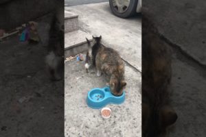 Daily Compilation  For Rescue Homeless Dogs and Cats, By Animals Hobbi 1306