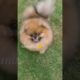 Baby Dogs,Cute funny dog cutest puppies,SuccessTrend your dog👇🏾   #cutestpuppies#cutedog#short