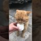 Daily Compilation  For Rescue Homeless Dogs and Cats, By Animals Hobbi 1378