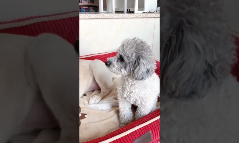 Cute Puppies Doing Funny Things, Cutest Puppies in the Worlds 2021 ♥ Cutest Dogs # 206