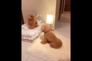 OMG So Cute Puppies 🐶 Cutest and Funniest Puppy #babydog #dog #shorts