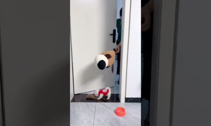 Dogs Doing Funny Things Tik Tok ♥ Cutest Puppies TIKTOK Compilation #Shorts