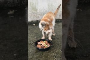 Daily Compilation  For Rescue Homeless Dogs and Cats, By Animals Hobbi 1237