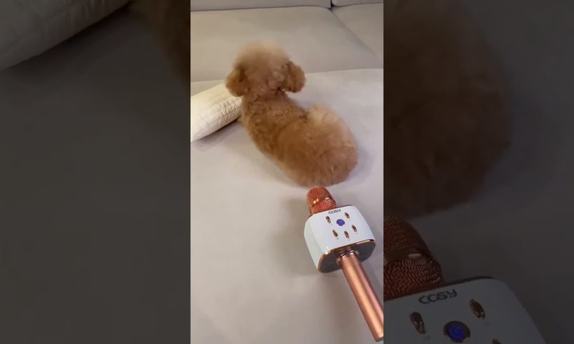 Dogs Doing Funny Things Tik Tok ♥ Cutest Puppies TIKTOK Compilation #Shorts