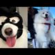 Funny dogs - funniest dogs and cutest Puppies Video compilation #10