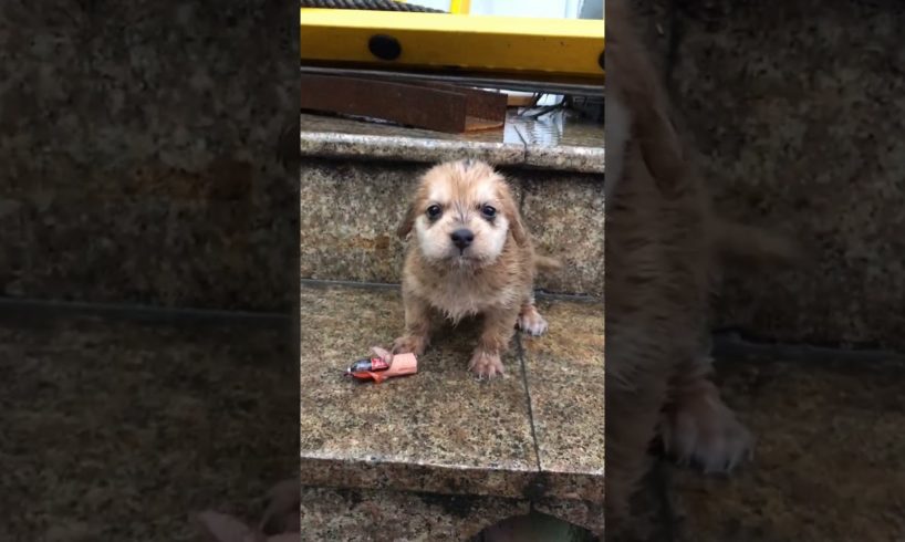 Daily Compilation  For Rescue Homeless Dogs and Cats, By Animals Hobbi 1204