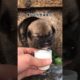 Daily Compilation  For Rescue Homeless Dogs and Cats, By Animals Hobbi 1221
