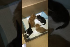 Daily Compilation  For Rescue Homeless Dogs and Cats, By Animals Hobbi 1268