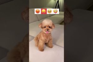 Dogs Doing Funny Things Tik Tok ♥ Cutest Puppies TIKTOK Compilation #Shorts