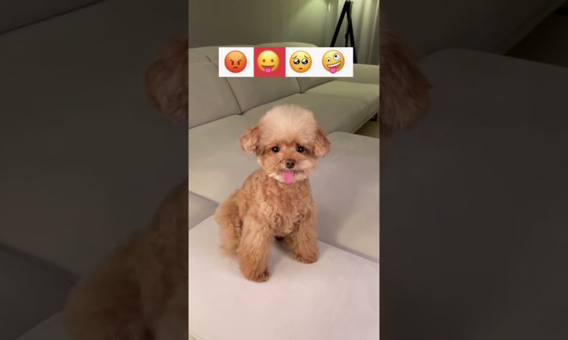 Dogs Doing Funny Things Tik Tok ♥ Cutest Puppies TIKTOK Compilation #Shorts