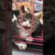 Daily Compilation  For Rescue Homeless Dogs and Cats, By Animals Hobbi 1215