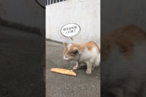 Daily Compilation  For Rescue Homeless Dogs and Cats, By Animals Hobbi 1247