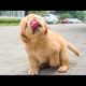 Funniest & Cutest Golden Retriever Puppies - 30 Minutes of Funny Puppy Videos 2020 #2