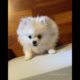 Baby Dogs,Cute funny dog cutest puppies,SuccessTrend your dog👇🏾   #cutestpuppies#cutedog#short