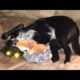 Funniest Dogs And Cats Ever 🐧 - Best Funny Animal Videos Of The 2021