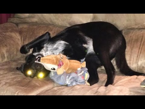 Funniest Dogs And Cats Ever 🐧 - Best Funny Animal Videos Of The 2021