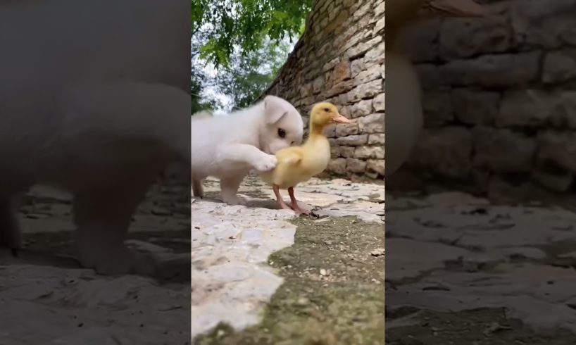 Cute puppy ❤️dog playing | Best Of The 2021 Funny Animals Videos😁 #87