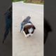 Cute puppy ❤️dog playing | Best Of The 2021 Funny Animals Videos😁 #95