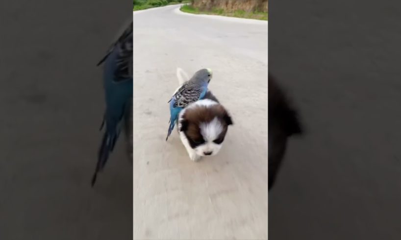 Cute puppy ❤️dog playing | Best Of The 2021 Funny Animals Videos😁 #95