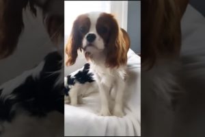 OMG So Cute Puppies 🐶 Cutest and Funniest Puppy #babydog #dog #shorts