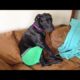 Funniest Dogs And Cats Ever 🐧 - Best Funny Animal Videos Of The 2021