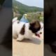 Cute puppy ❤️dog playing | Best Of The 2021 Funny Animals Videos😁 #88