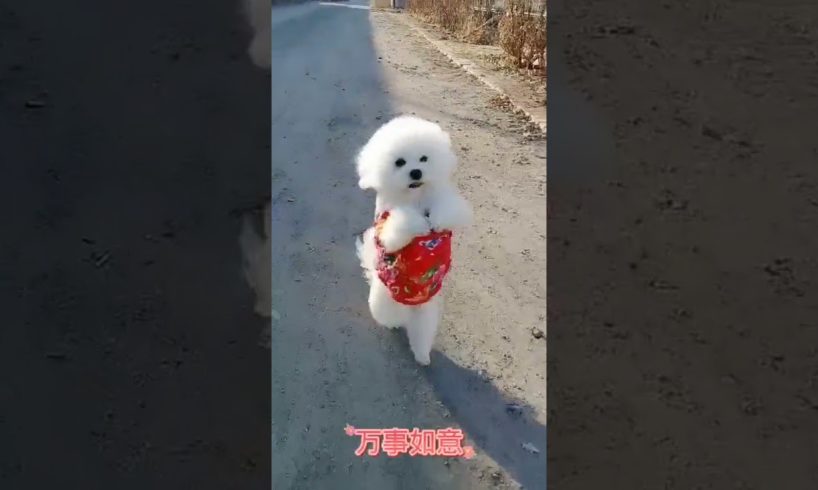 Cutest puppies 🥰 Dogs Are the Best🥰Cute Pomeranian