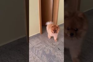 Cute Puppies Animals Videos Compilation cutest moment of the animals Funniest & Cutest #short