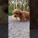 Cute puppy ❤️dog playing | Best Of The 2021 Funny Animals Videos😁 #98