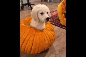 OMG So Cute Puppies 🐶 Cutest and Funniest Puppy #babydog #dog #shorts