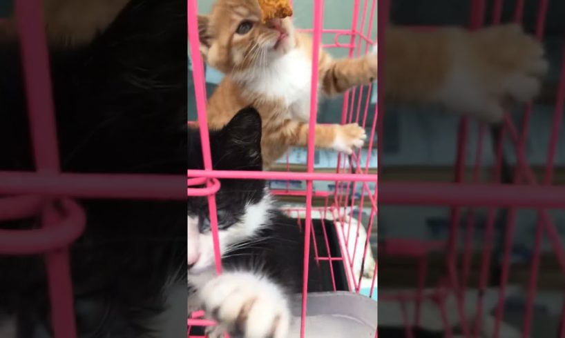 Daily Compilation  For Rescue Homeless Dogs and Cats, By Animals Hobbi 1551