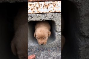 Daily Compilation  For Rescue Homeless Dogs and Cats, By Animals Hobbi 1434