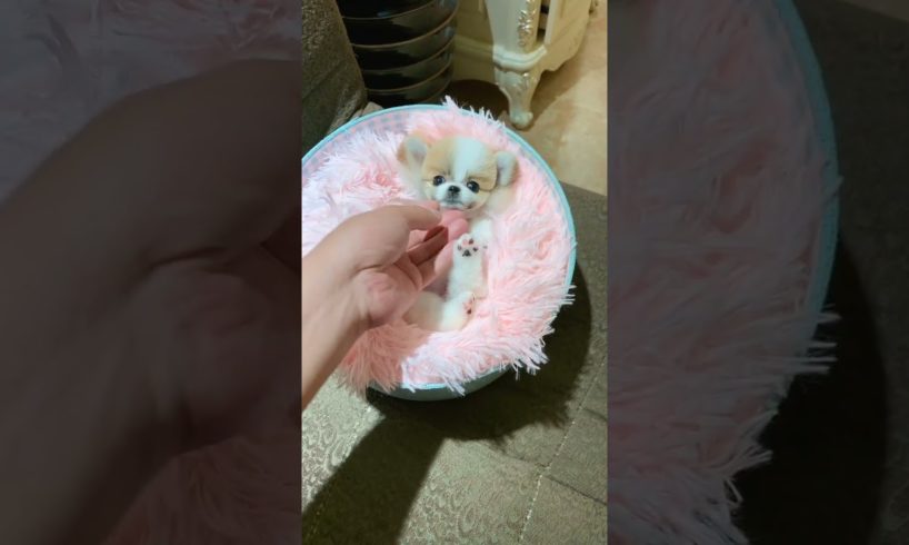 Cutest puppies 🥰 Dogs Are the Best🥰Cute Pomeranian