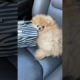 Cute Puppies Doing Funny Things, Cutest Puppies in the Worlds 2021#97 Cutest Dogs