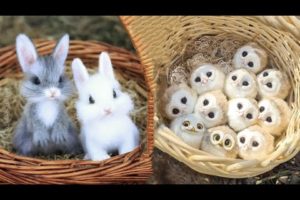 AWW SO CUTE! Cutest baby animals Videos Compilation Cute moment of the Animals - Cutest Animals #27