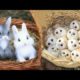 AWW SO CUTE! Cutest baby animals Videos Compilation Cute moment of the Animals - Cutest Animals #27