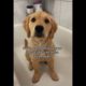 Cute Puppies Doing Funny Things|Cutest Puppies In The World | Cutest and Adorable dogs 🐶🐕🐩🐕‍🦺