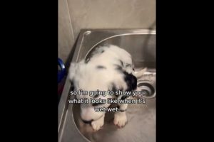 Cute Puppies Doing Funny Things|Cutest Puppies In The World | Cutest and Adorable dogs 🐶🐕🐩🐕‍🦺