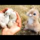 AWW SO CUTE! Cutest baby animals Videos Compilation Cute moment of the Animals - Cutest Animals #17