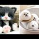 AWW SO CUTE! Cutest baby animals Videos Compilation Cute moment of the Animals - Cutest Animals #26