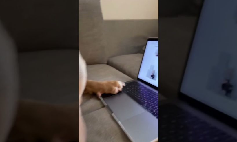 Cute baby animals Videos Compilation cutest moment of the animals - Cutest Puppies