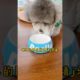 Cutest puppies 🥰 Dogs Are the Best🥰Cute Pomeranian