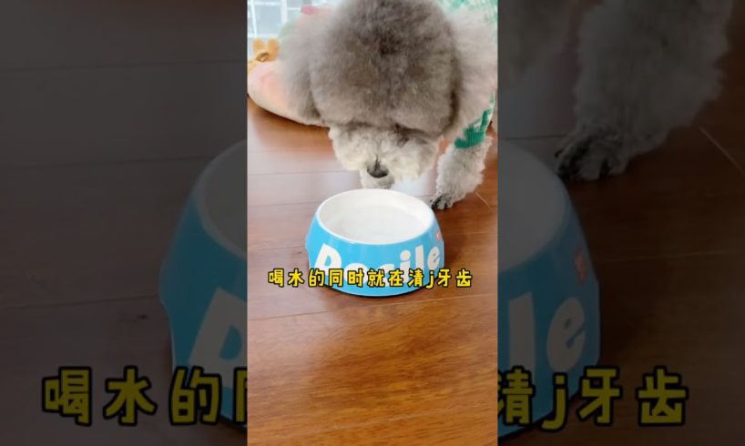 Cutest puppies 🥰 Dogs Are the Best🥰Cute Pomeranian