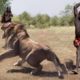 Amazing Wild Animals Attacks - Wild Animal Fights Caught On Camera | Wild Animals Ultimate Fights