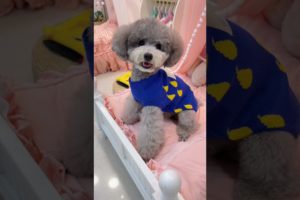 Cutest puppies 🥰 Dogs Are the Best🥰Cute Pomeranian