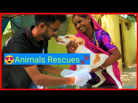 🐕20 Most Inspiring Animal Rescues🐾