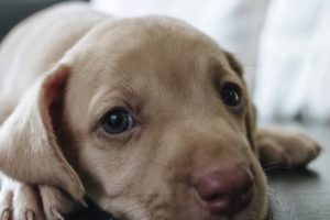 20 Of The Cutest Puppy Images