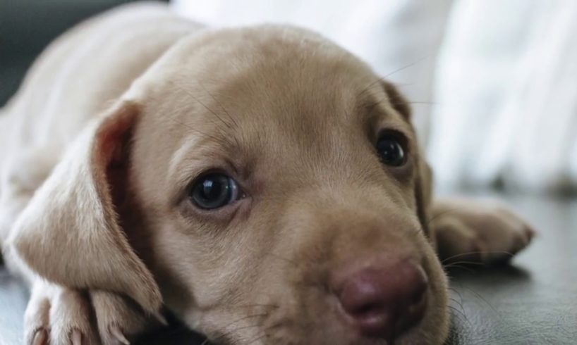 20 Of The Cutest Puppy Images