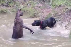 35 Times Animals Messed With The Wrong Opponent !